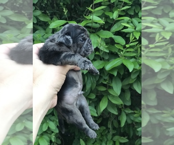 Medium Photo #2 Pug Puppy For Sale in DEARBORN HEIGHTS, MI, USA