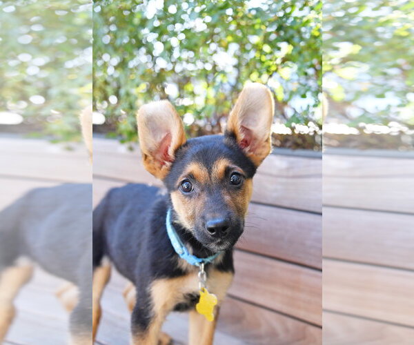 Medium Photo #2 German Shepherd Dog-Unknown Mix Puppy For Sale in Sandy, UT, USA