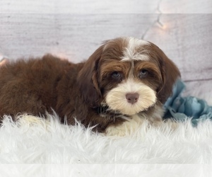 Cavanese Puppy for sale in HUFFMAN, TX, USA