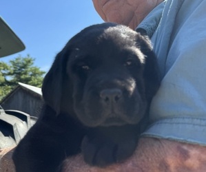 Labrador Retriever Puppy for sale in MIDDLEBORO, MA, USA