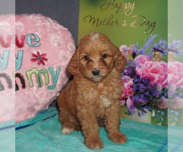 Medium Photo #1 Goldendoodle-Poodle (Miniature) Mix Puppy For Sale in FORT PLAIN, NY, USA