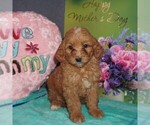 Small Photo #1 Goldendoodle-Poodle (Miniature) Mix Puppy For Sale in FORT PLAIN, NY, USA