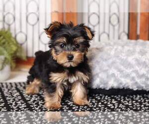 Yorkshire Terrier Puppy for sale in NAPLES, FL, USA