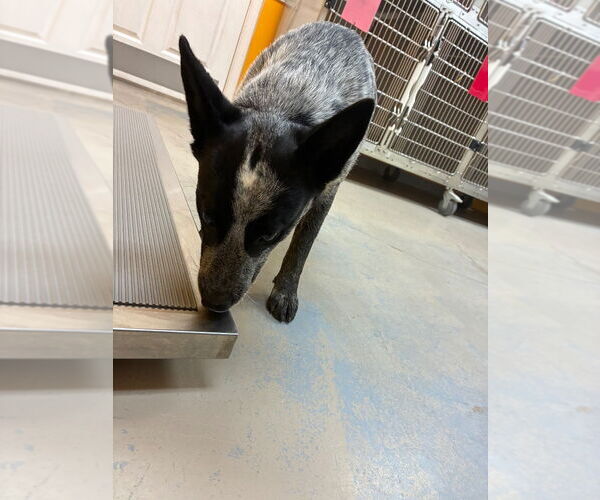 Medium Photo #2 Mutt Puppy For Sale in Bryant, AR, USA