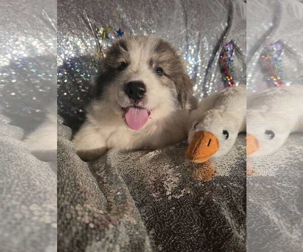 Medium Photo #1 Great Pyrenees Puppy For Sale in Spring, TX, USA