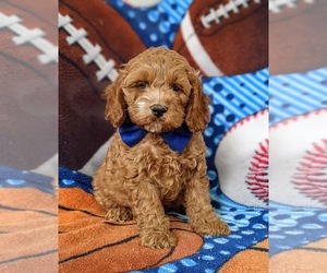 Cockapoo-Poodle (Miniature) Mix Puppy for sale in NOTTINGHAM, PA, USA