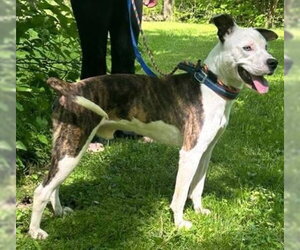 Grafix - Male American Pit Bull Terrier-Unknown Mix Dog for Adoption - Photo #13