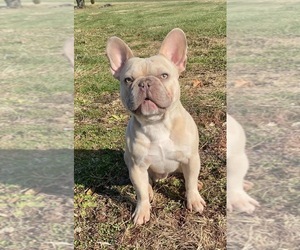 Father of the French Bulldog puppies born on 05/20/2025