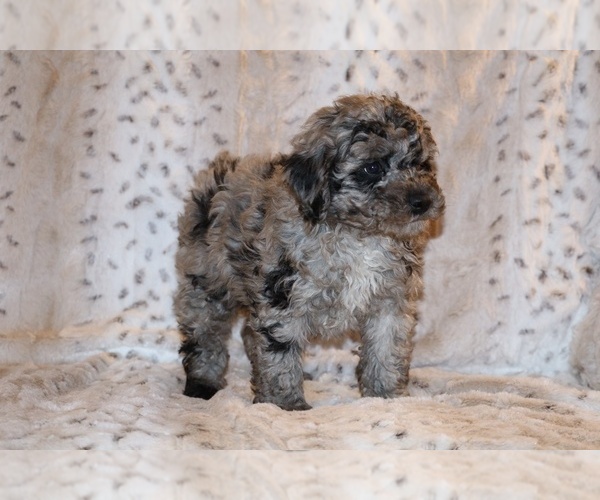 Medium Photo #15 Poodle (Toy) Puppy For Sale in DYERSBURG, TN, USA