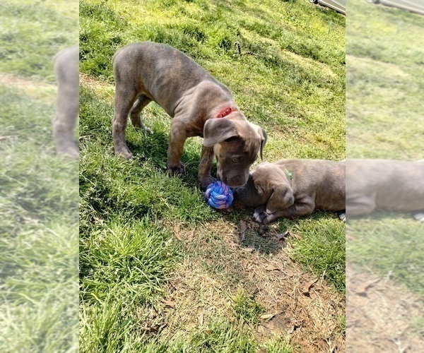 Medium Photo #3 Cane Corso Puppy For Sale in DOUGLASVILLE, GA, USA