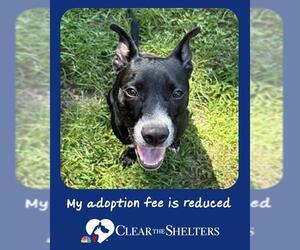 American Pit Bull Terrier-Unknown Mix Dogs for adoption in Brewster, MA, USA