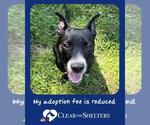 Small American Pit Bull Terrier Mix