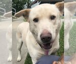 Small #1 Chow Chow Mix