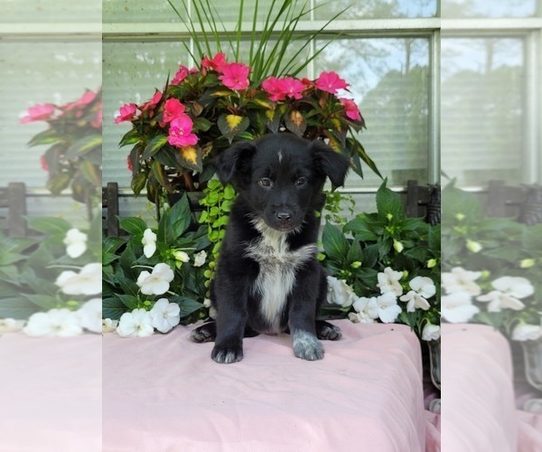 Medium Photo #5 Australian Shepherd Puppy For Sale in ROCKY FACE, GA, USA