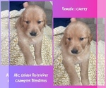 Puppy Cherry Golden Retriever