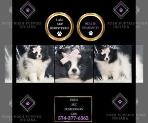 Pomeranian Puppy for sale in WARSAW, IN, USA