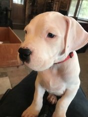 Dogo Argentino Puppy for sale in CASTLE PINES, CO, USA