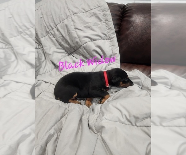 Medium Photo #15 Doberman Pinscher Puppy For Sale in SALLEY, SC, USA