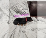 Small #14 Doberman Pinscher