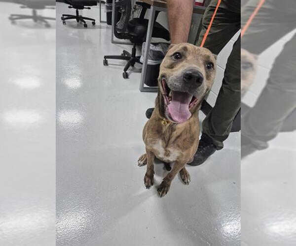 Medium Photo #1 American Pit Bull Terrier Puppy For Sale in Temple, TX, USA