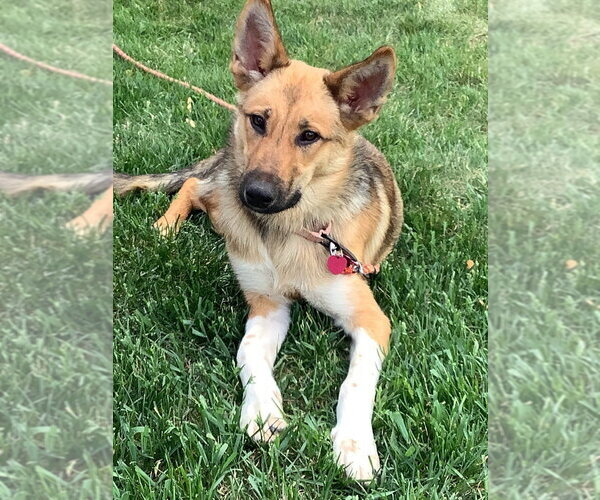Medium Photo #1 Mutt Puppy For Sale in Andover, MN, USA