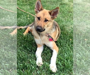 Mutt Dogs for adoption in Andover, MN, USA