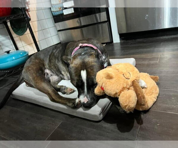 Medium Photo #3 American Staffordshire Terrier-Unknown Mix Puppy For Sale in St. Ann, MO, USA