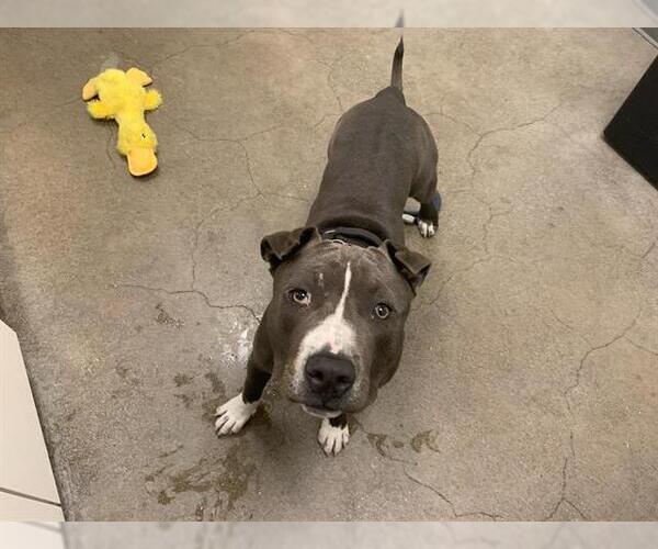 Medium Photo #1 American Pit Bull Terrier Puppy For Sale in Berkeley , CA, USA