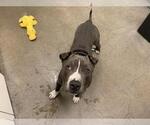 Small American Pit Bull Terrier