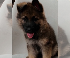 German Shepherd Dog Puppy for sale in EAST LYME, CT, USA