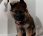 Image preview for Ad Listing. Nickname: Murphy