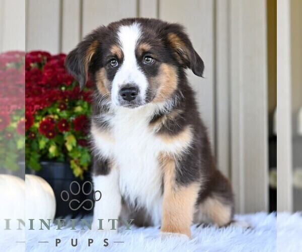 Medium Photo #4 Miniature Australian Shepherd Puppy For Sale in REBERSBURG, PA, USA