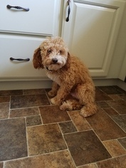 Goldendoodle Puppy for sale in ADRIAN, MI, USA