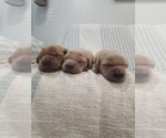 Small #9 Golden Retriever