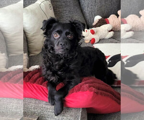 Medium Photo #2 Colonial Cocker Spaniel-Unknown Mix Puppy For Sale in Bellevue, WA, USA