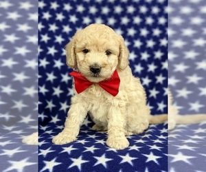 Goldendoodle-Poodle (Miniature) Mix Puppy for sale in OXFORD, PA, USA