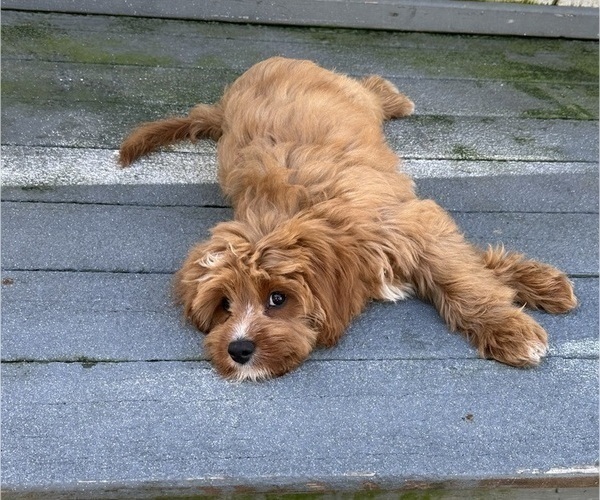 Medium Photo #2 Cavapoo Puppy For Sale in REHOBOTH, MA, USA