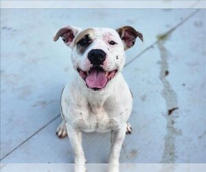 American Pit Bull Terrier Dogs for adoption in Charlotte, NC, USA