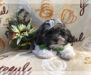 Zuchon Puppy for sale in LAKELAND, FL, USA