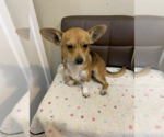 Small #2 Chihuahua Mix