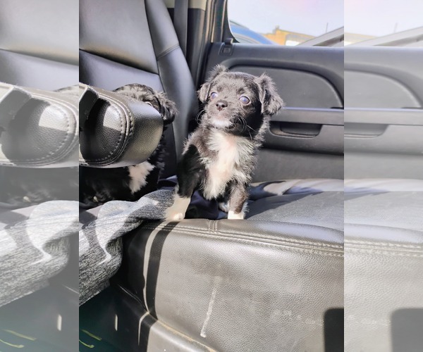 Medium Photo #4 Shih Tzu-Unknown Mix Puppy For Sale in New London, WI, USA