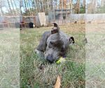 Small #4 American Pit Bull Terrier Mix