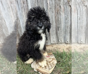Bernedoodle (Miniature) Puppy for sale in MIDDLEBURY, IN, USA