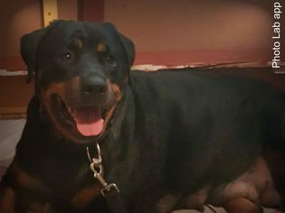 Mother of the Rottweiler puppies born on 06/26/2016