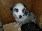 Small Photo #11 Australian Shepherd Puppy For Sale in DUVALL, WA, USA