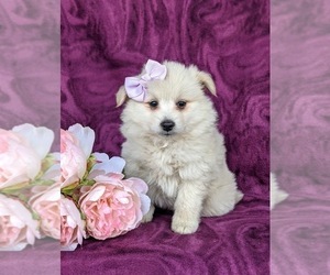 Pomimo Puppy for sale in CHRISTIANA, PA, USA