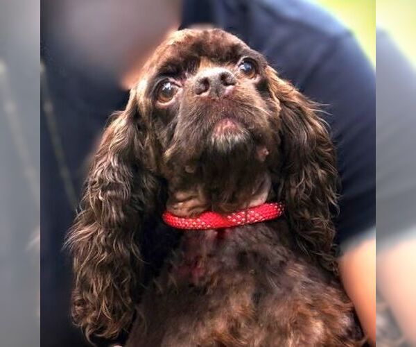 Medium Photo #8 Cocker Spaniel Puppy For Sale in Arlington, VA, USA