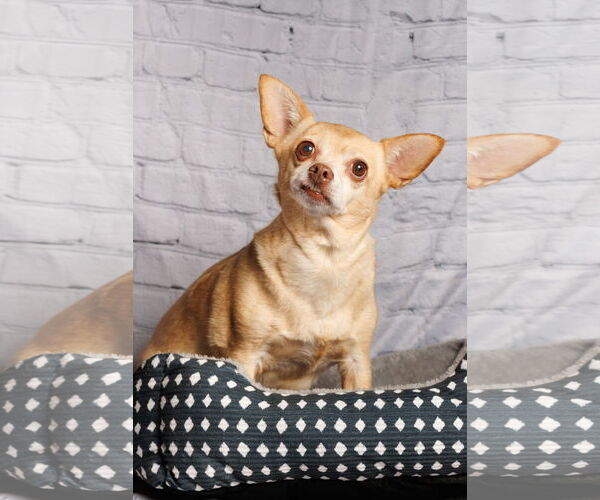 Medium Photo #7 Chihuahua-Unknown Mix Puppy For Sale in McKinney, TX, USA