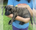 Small #6 Dutch Shepherd Dog