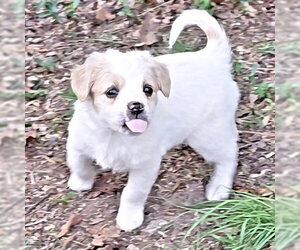 Border Collie Dogs for adoption in Rutherfordton, NC, USA